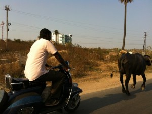 This guy was driving a cow down the road on a scooter surprisingly quickly