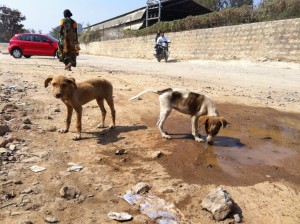 Puppies near a chai stand. Brandon contemplated taking one of these home.