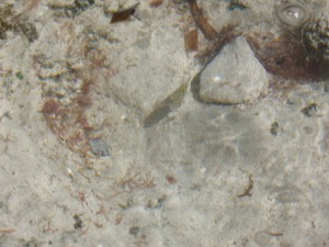 Fish in tidepool