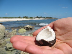 Small broken coconut washed ashore