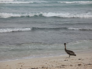 Pelican standing on the shore