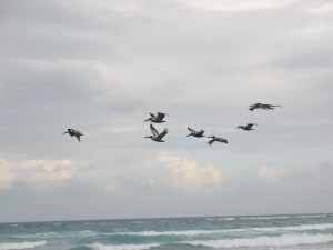 Pelican flock flying above the beach