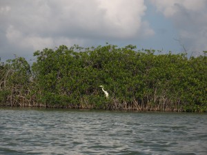 Great blue heron