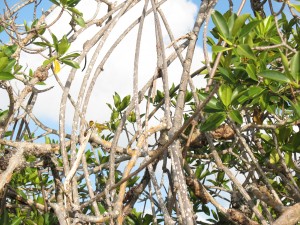 Yellow warbler