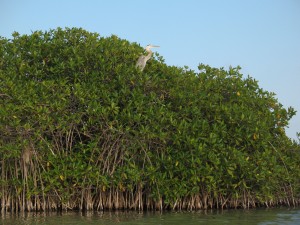 Great blue heron