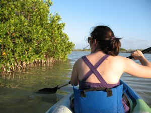 Em and mangrove trees