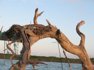 Abandoned osprey nest