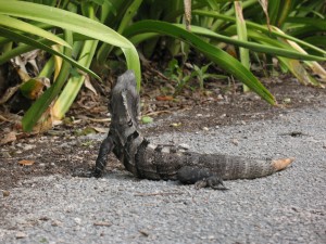 Iguana on the entrance road