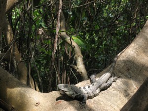 Iguana on a tree