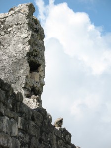 Iguana on a wall