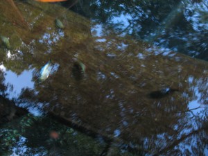 Shining fish in Cenote Escondido