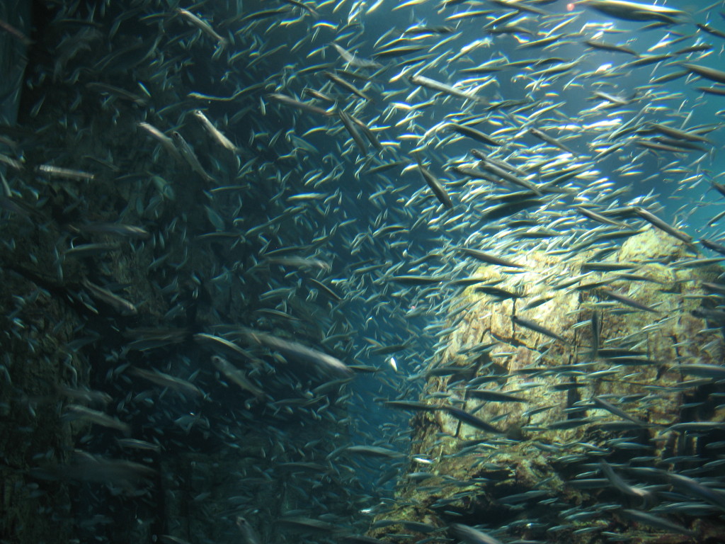 a school of anchovies and sardines