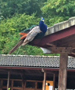 Peacock resting on the eave of a stall. 